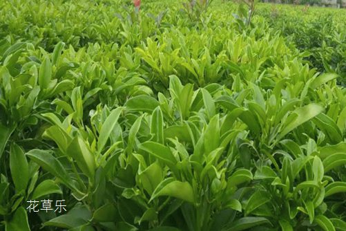 单反主要是镜头，揭示摄影艺术的关键所在