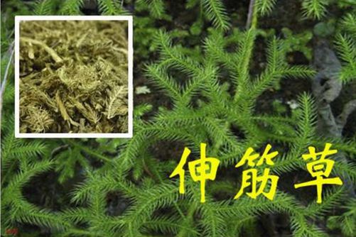 美食动漫图片宝典免费精品国产自产拍在线观看图片，开启你的味蕾奇幻之旅